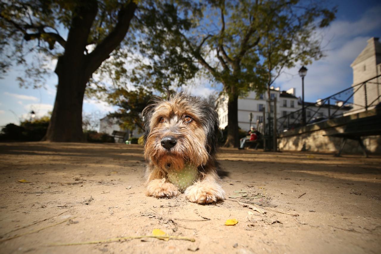 Chien à poil long avec une balle, Square Nadar