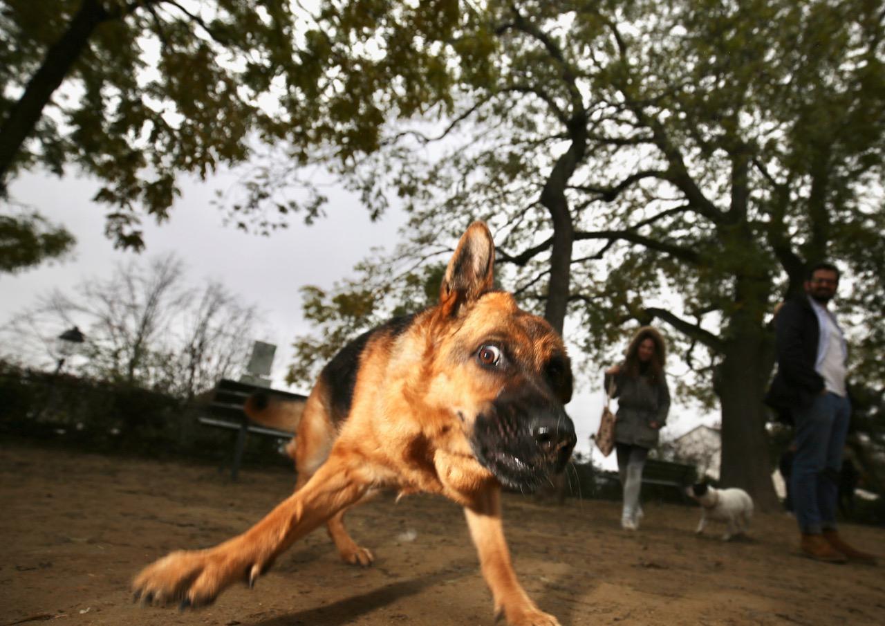 Berger allemand en plein élan, Square Nadar